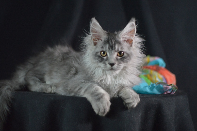 Tanker Akbars - Kitten maine-coon 3 months 2 weeks