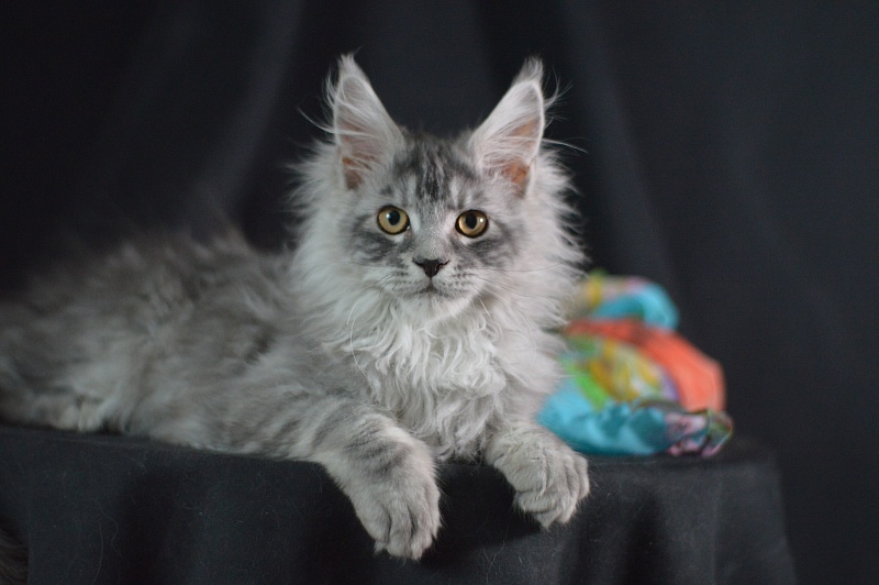 Tanker Akbars - Kitten maine-coon 3 months 2 weeks