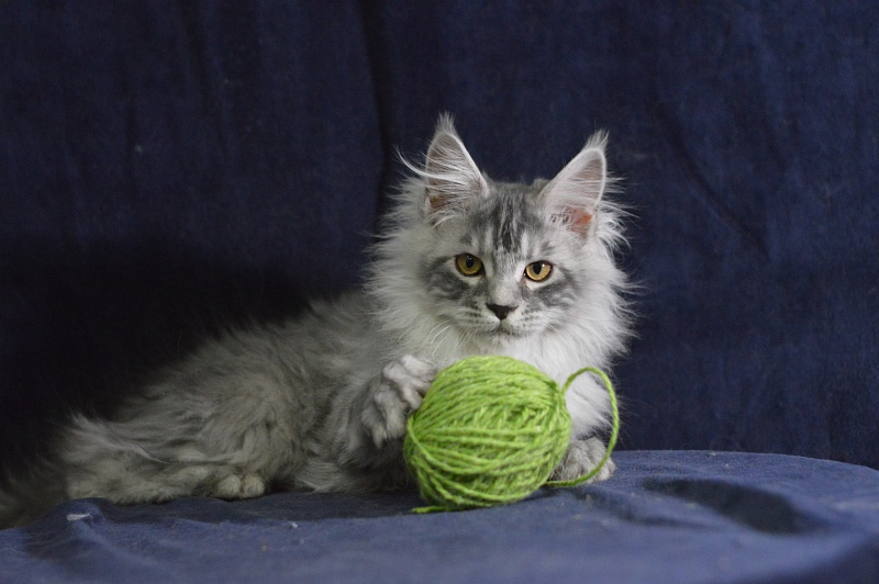 Tanker Akbars - Kitten maine-coon 3 months 3 weeks