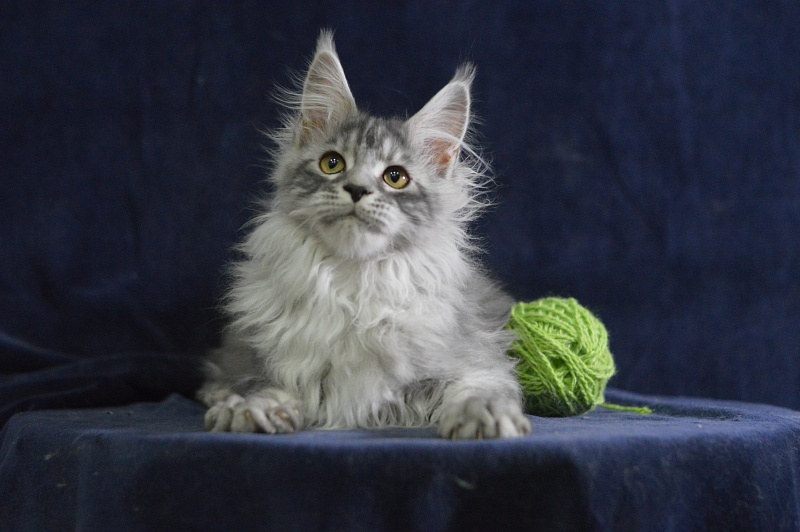 Tanker Akbars - Kitten maine-coon 3 months 3 weeks