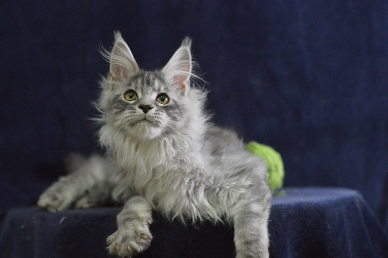 Tanker Akbars - Kitten maine-coon 3 months 3 weeks