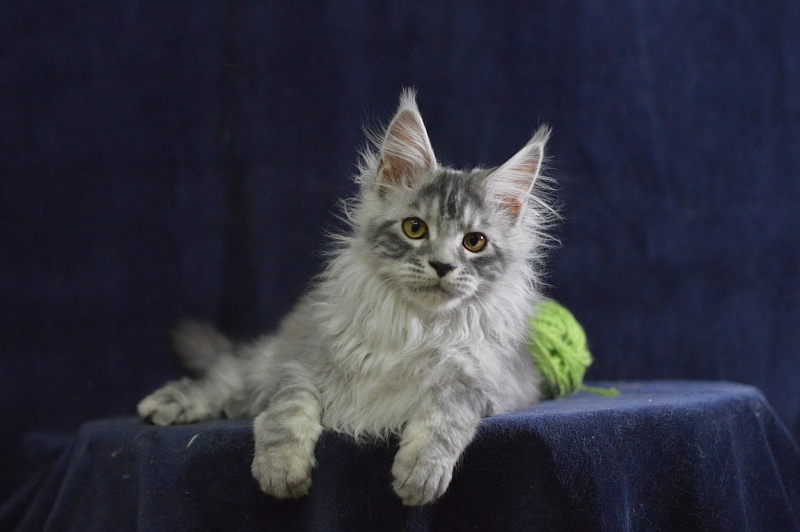 Tanker Akbars - Kitten maine-coon 3 months 3 weeks