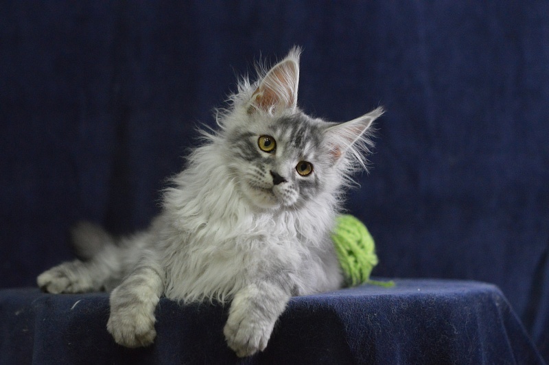 Tanker Akbars - Kitten maine-coon 3 months 3 weeks