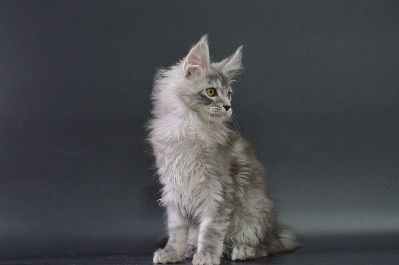 Tanker Akbars - Kitten maine-coon 3 months