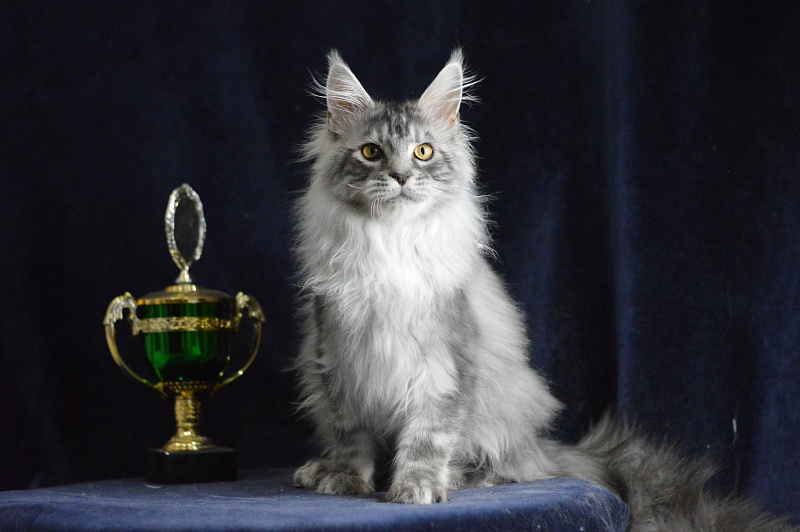 Tanker Akbars - Kitten maine-coon 5 months