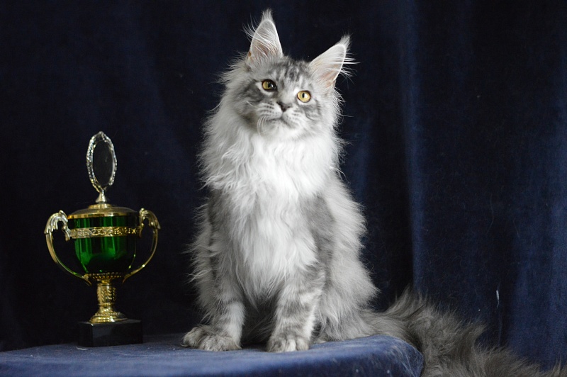 Tanker Akbars - Kitten maine-coon 5 months