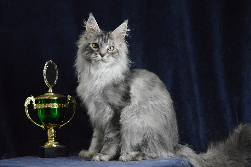 Tanker Akbars - Kitten maine-coon 5 months