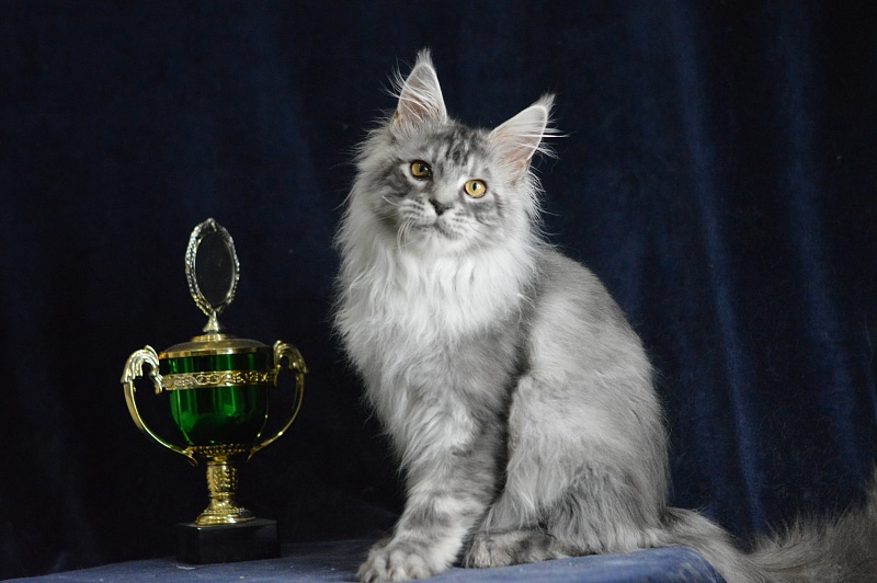 Tanker Akbars - Kitten maine-coon 5 months