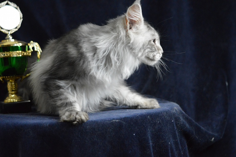 Tanker Akbars - Kitten maine-coon 5 months