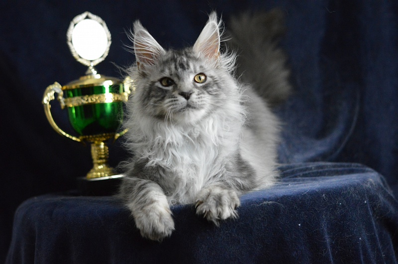 Tanker Akbars - Kitten maine-coon 5 months