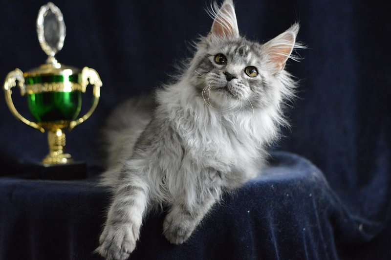 Tanker Akbars - Kitten maine-coon 5 months