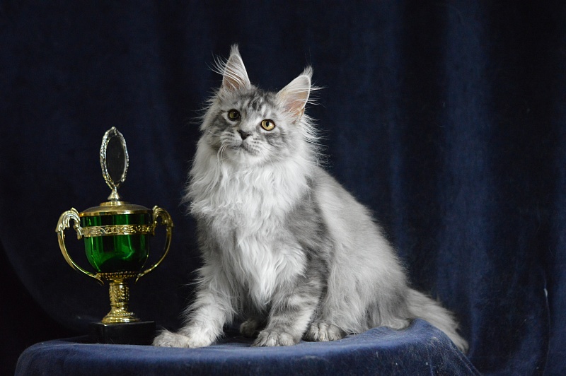 Tanker Akbars - Kitten maine-coon 5 months