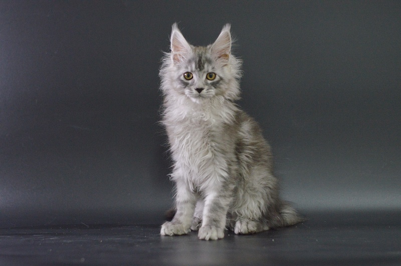 Tanker Akbars - Kitten maine-coon 3 months