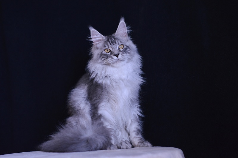 Tanker Akbars - Kitten maine-coon 5 months 3.5 weeks