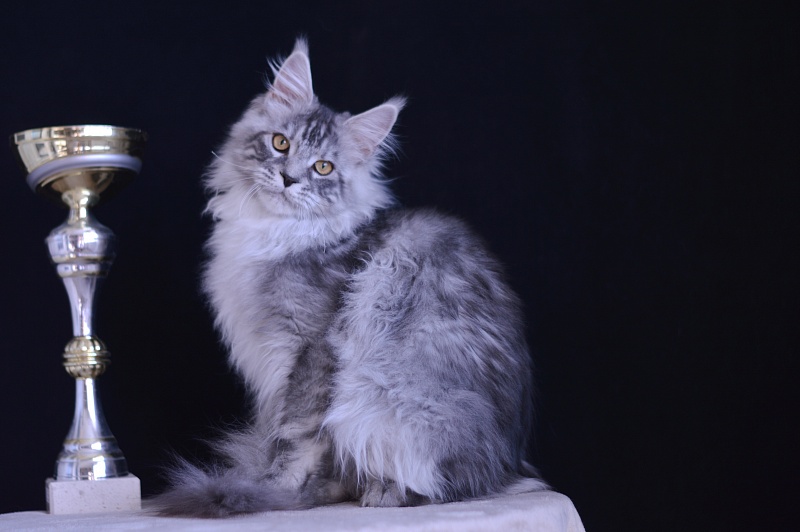 Tanker Akbars - Kitten maine-coon 5 months 3.5 weeks
