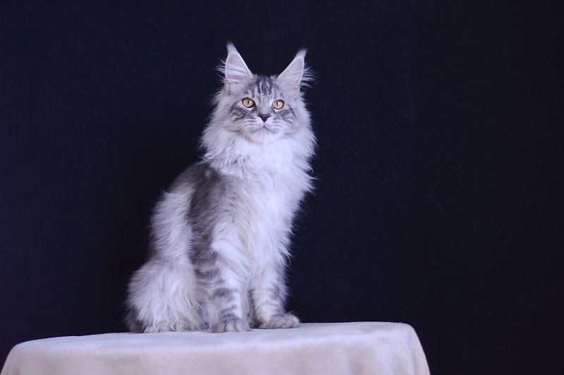 Tanker Akbars - Kitten maine-coon 5 months 3.5 weeks