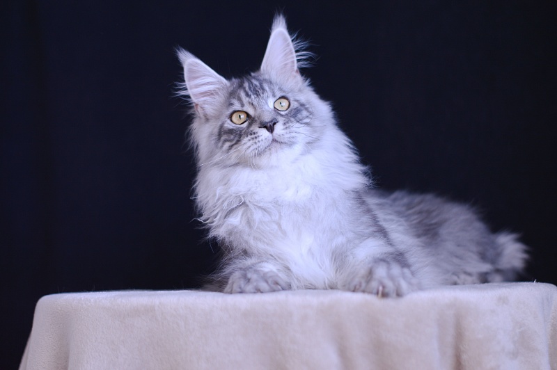 Tanker Akbars - Kitten maine-coon 5 months 3.5 weeks