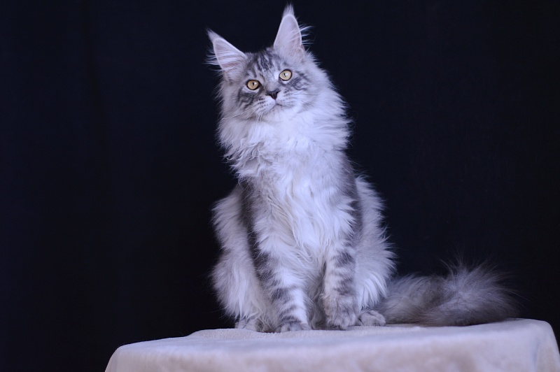 Tanker Akbars - Kitten maine-coon 5 months 3.5 weeks