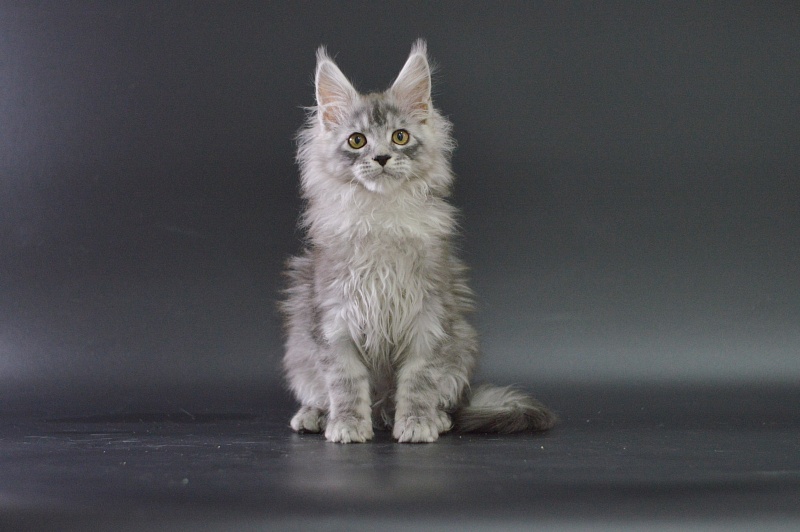 Tanker Akbars - Kitten maine-coon 3 months