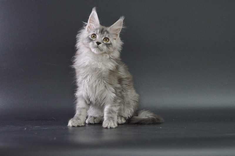 Tanker Akbars - Kitten maine-coon 3 months