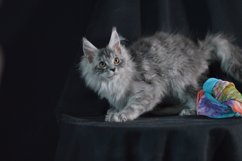 Tanker Akbars - Kitten maine-coon 3 months 2 weeks