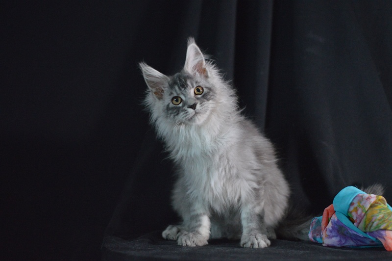 Tanker Akbars - Kitten maine-coon 3 months 2 weeks
