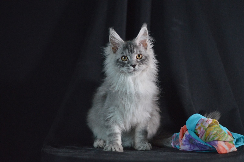 Tanker Akbars - Kitten maine-coon 3 months 2 weeks