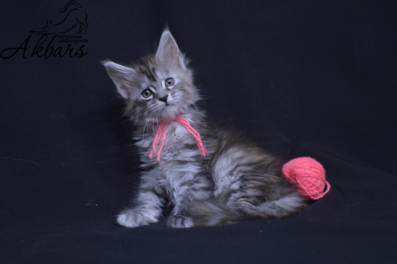 Teva Akbars - Kitten maine-coon 1 month 3.5 weeks