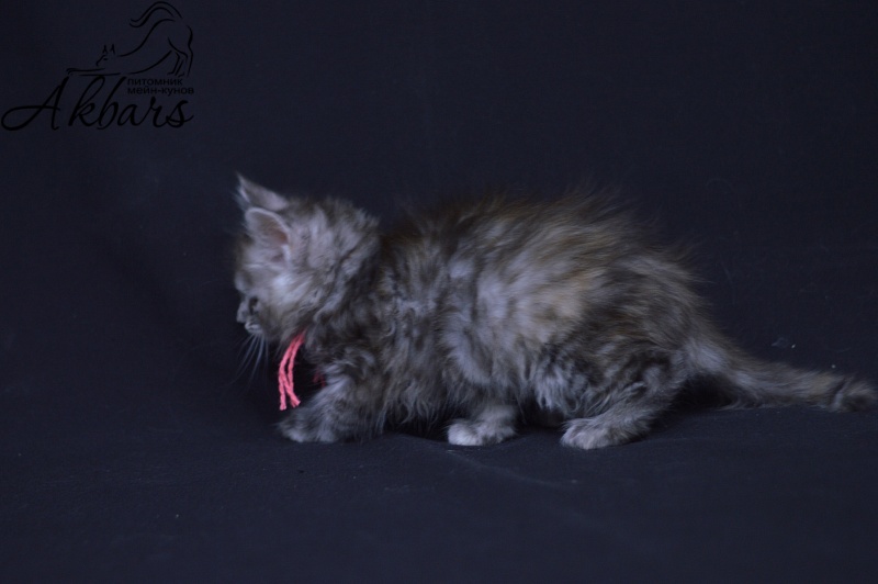 Teva Akbars - Kitten maine-coon 1 month 3.5 weeks