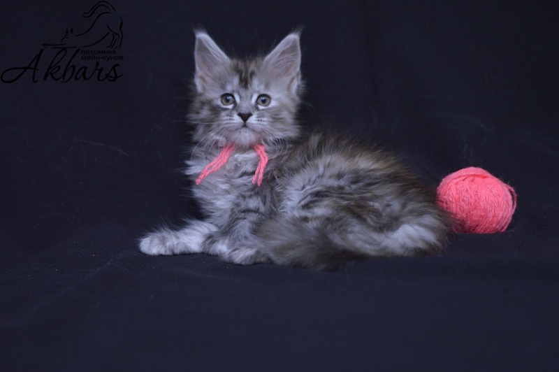 Teva Akbars - Kitten maine-coon 1 month 3.5 weeks