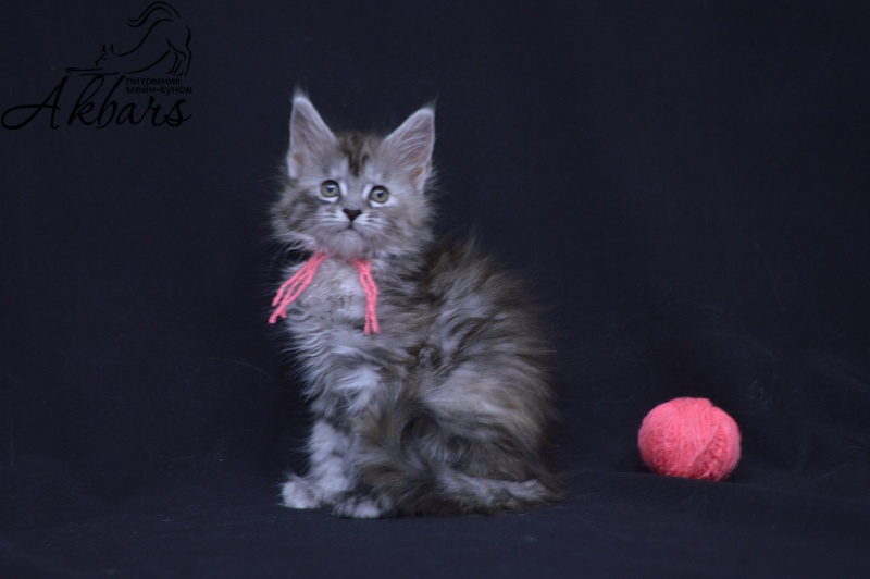 Teva Akbars - Kitten maine-coon 1 month 3.5 weeks