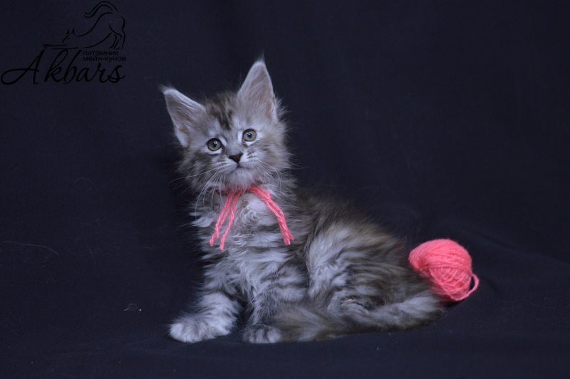 Teva Akbars - Kitten maine-coon 1 month 3.5 weeks