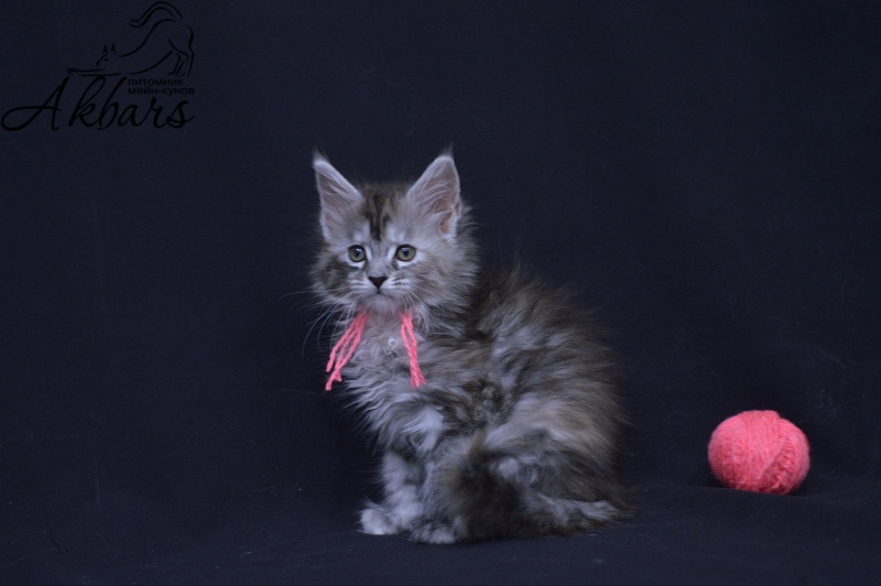 Teva Akbars - Kitten maine-coon 1 month 3.5 weeks