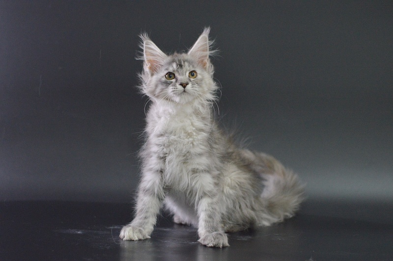 Teva Akbars - Kitten maine-coon 3 months