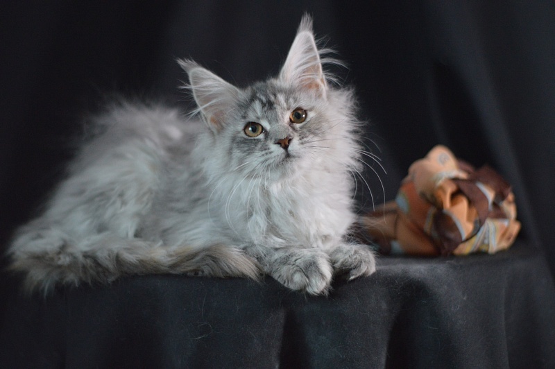 Teva Akbars - Kitten maine-coon 3 months 2 weeks