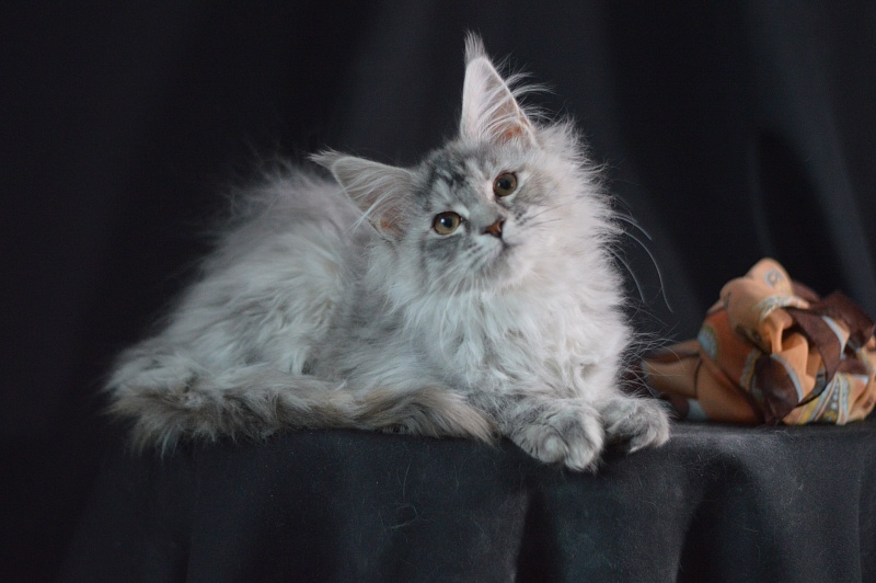 Teva Akbars - Kitten maine-coon 3 months 2 weeks