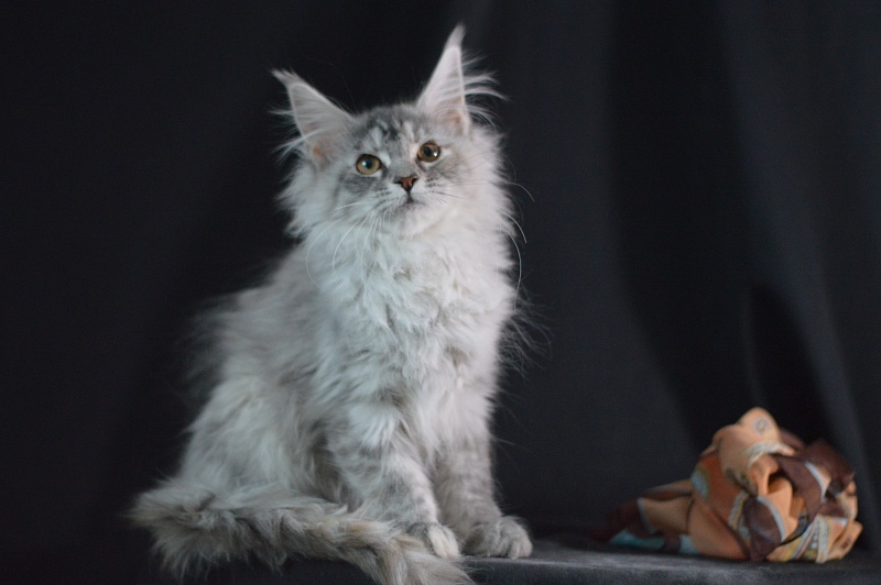 Teva Akbars - Kitten maine-coon 3 months 2 weeks