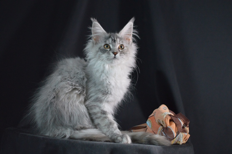 Teva Akbars - Kitten maine-coon 3 months 2 weeks