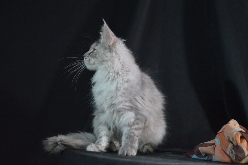 Teva Akbars - Kitten maine-coon 3 months 2 weeks