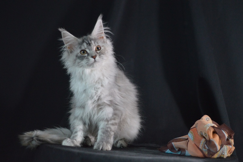 Teva Akbars - Kitten maine-coon 3 months 2 weeks