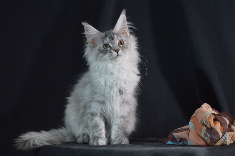 Teva Akbars - Kitten maine-coon 3 months 2 weeks
