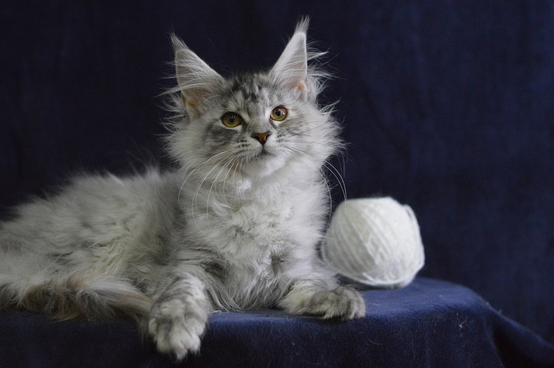 Teva Akbars - Kitten maine-coon 3 months 3 weeks