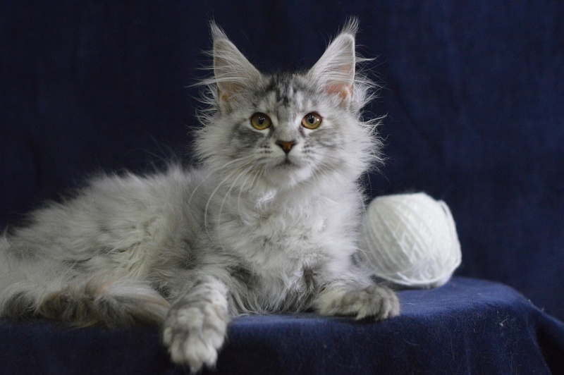 Teva Akbars - Kitten maine-coon 3 months 3 weeks