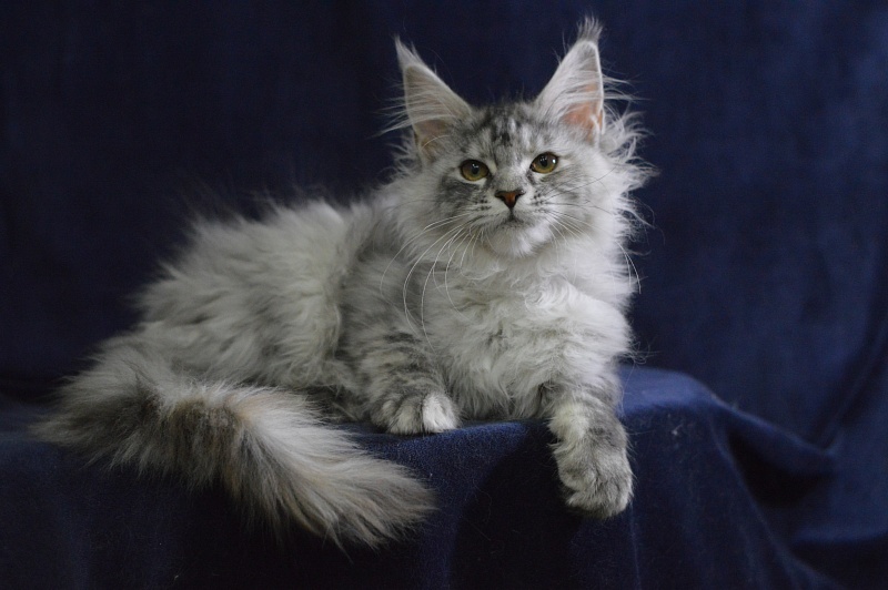 Teva Akbars - Kitten maine-coon 3 months 3 weeks