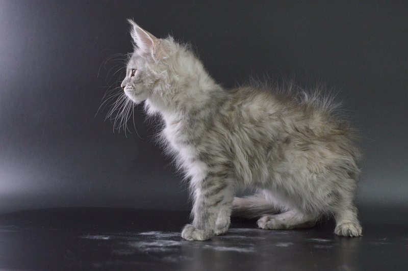 Teva Akbars - Kitten maine-coon 3 months