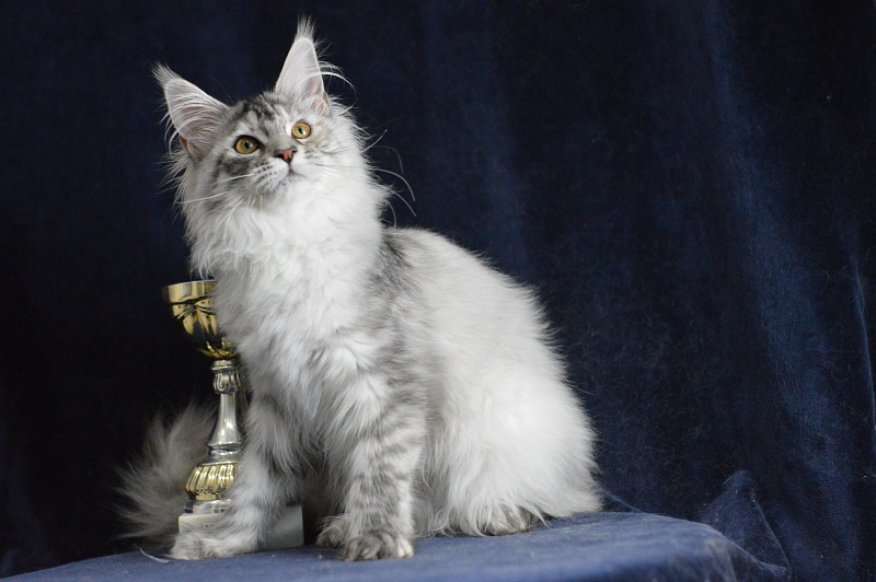 Teva Akbars - Kitten maine-coon 5 months