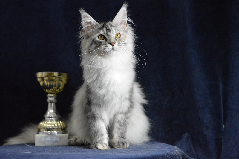 Teva Akbars - Kitten maine-coon 5 months