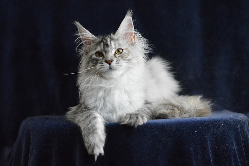 Teva Akbars - Kitten maine-coon 5 months