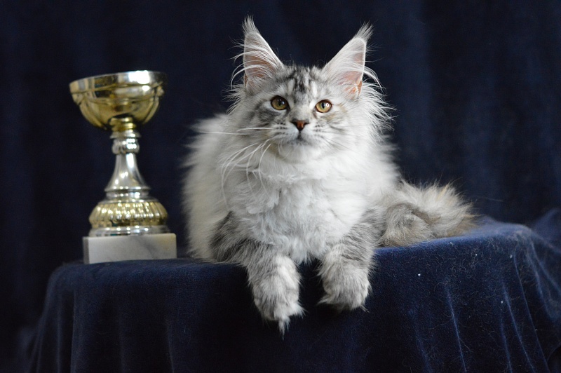 Teva Akbars - Kitten maine-coon 5 months