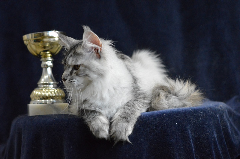 Teva Akbars - Kitten maine-coon 5 months